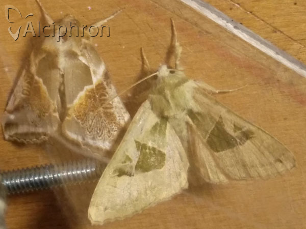 Phlogophora scita