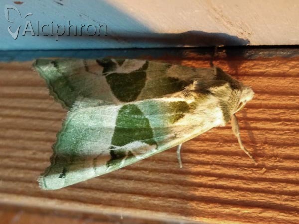 Phlogophora scita