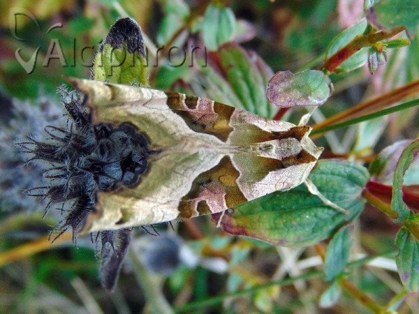 Phlogophora meticulosa