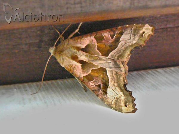 Phlogophora meticulosa