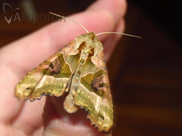 Phlogophora meticulosa