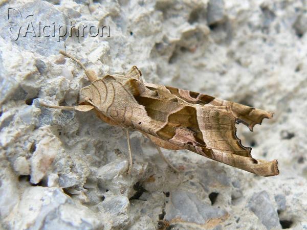 Phlogophora meticulosa