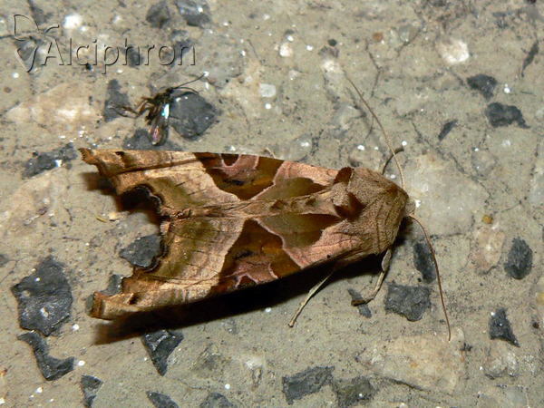 Phlogophora meticulosa
