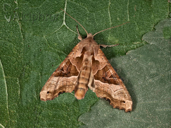 Phlogophora meticulosa