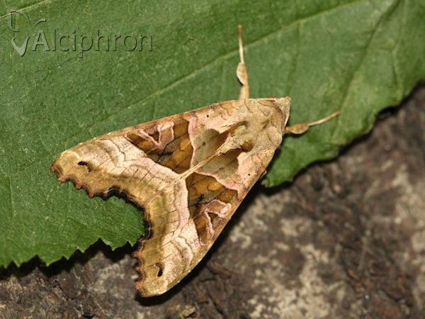 Phlogophora meticulosa