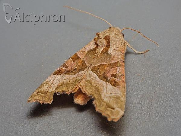 Phlogophora meticulosa
