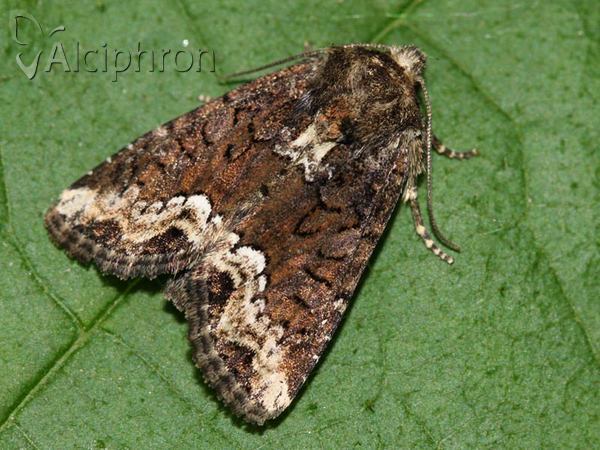 Oligia strigilis