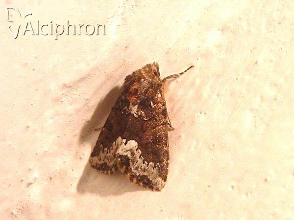 Oligia strigilis