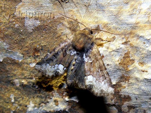 Oligia strigilis
