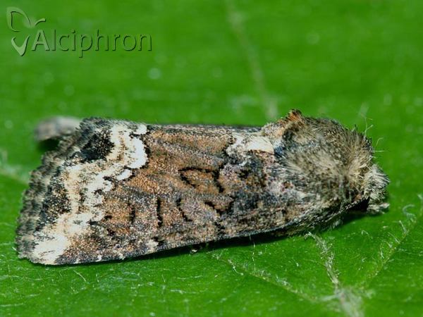 Oligia strigilis