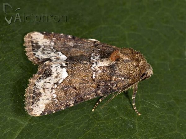 Oligia strigilis