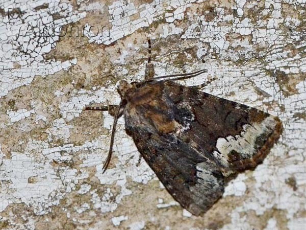 Oligia strigilis