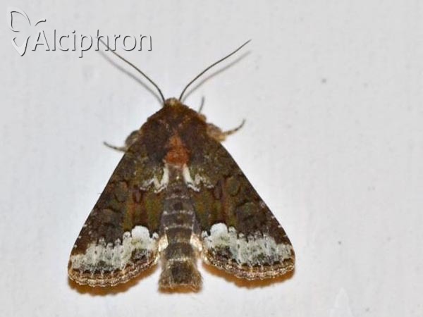 Oligia strigilis