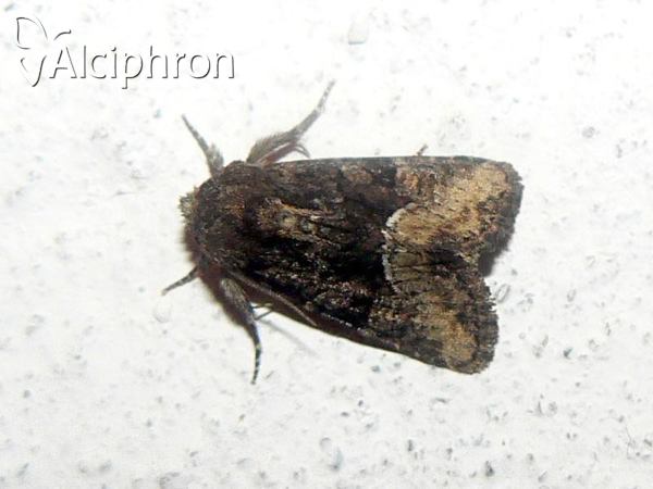 Oligia latruncula
