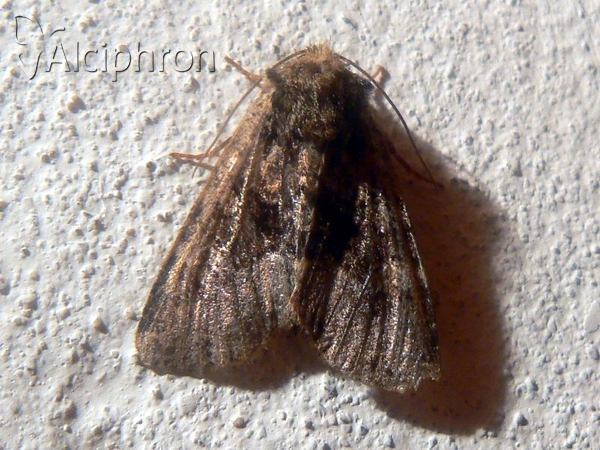 Oligia latruncula