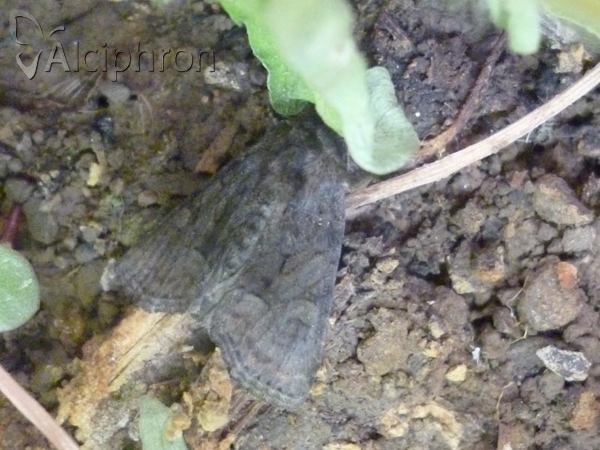 Oligia latruncula