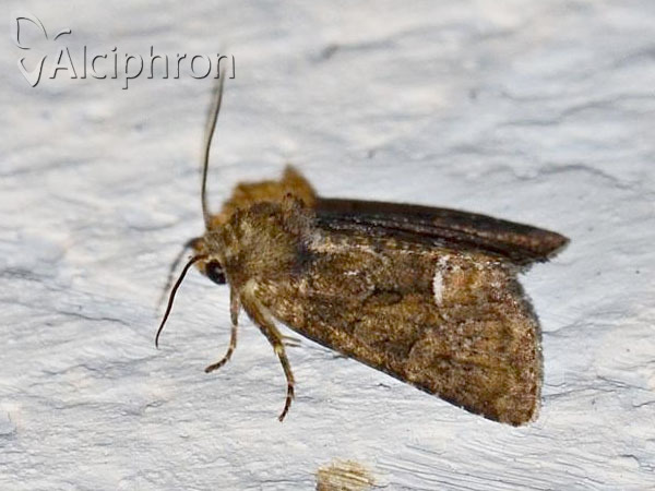 Oligia latruncula