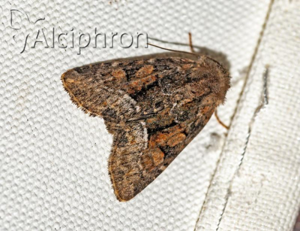 Oligia latruncula