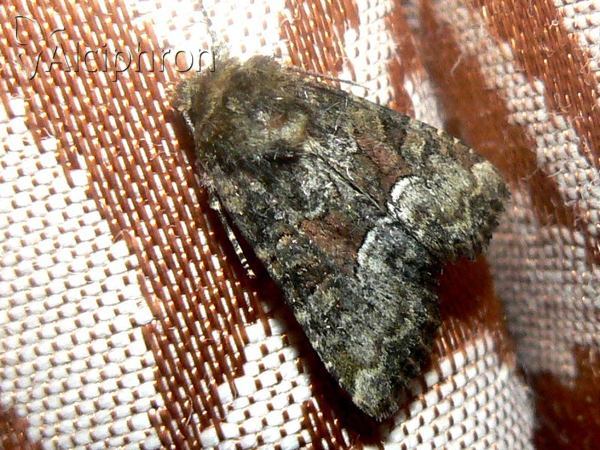 Oligia versicolor