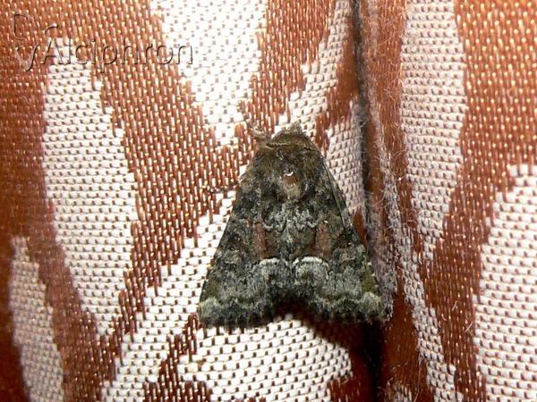 Oligia versicolor