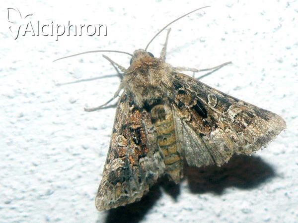 Oligia versicolor