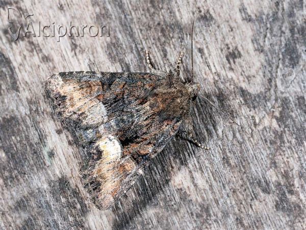 Oligia versicolor