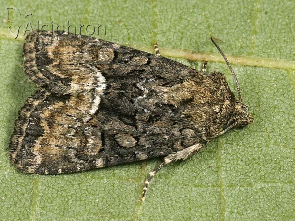 Oligia versicolor