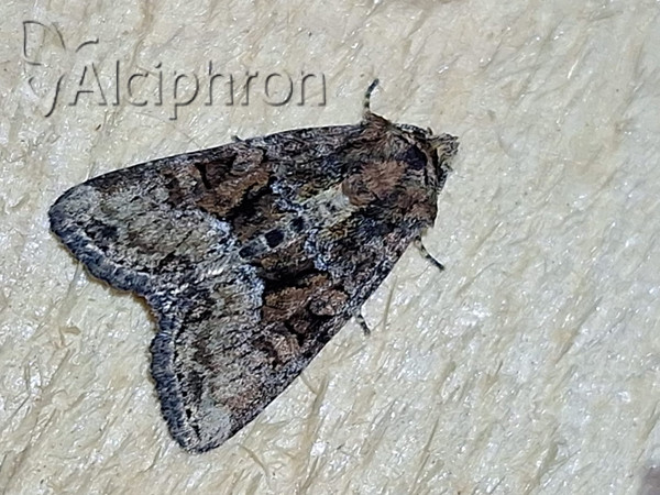 Oligia versicolor