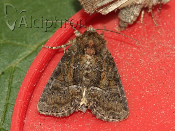 Oligia dubia
