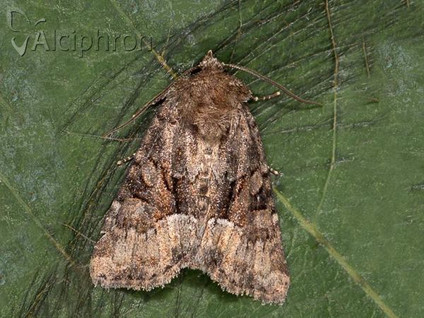 Oligia dubia