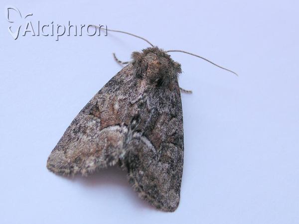 Oligia dubia