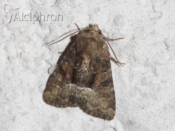 Oligia dubia