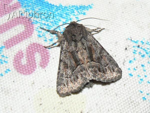 Oligia dubia