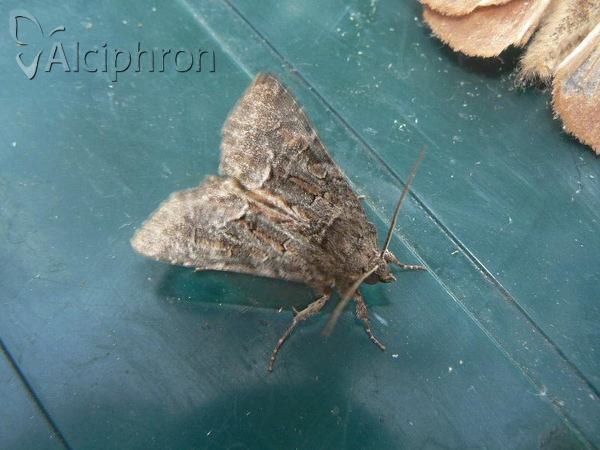 Oligia dubia