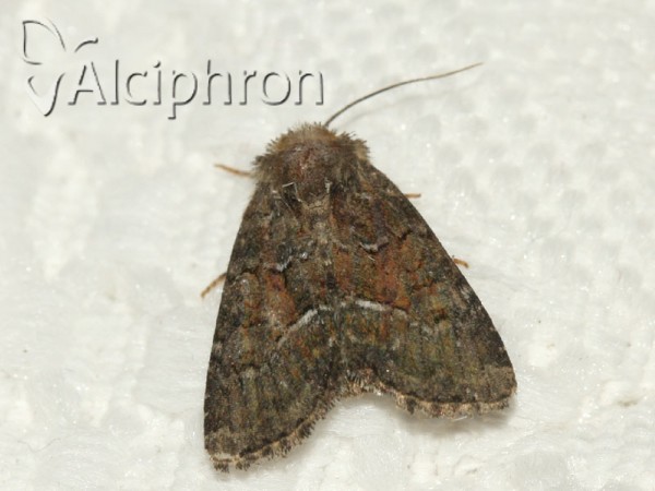 Oligia dubia