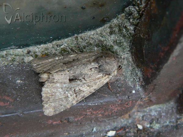 Oligia fasciuncula