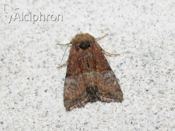Mesoligia furuncula