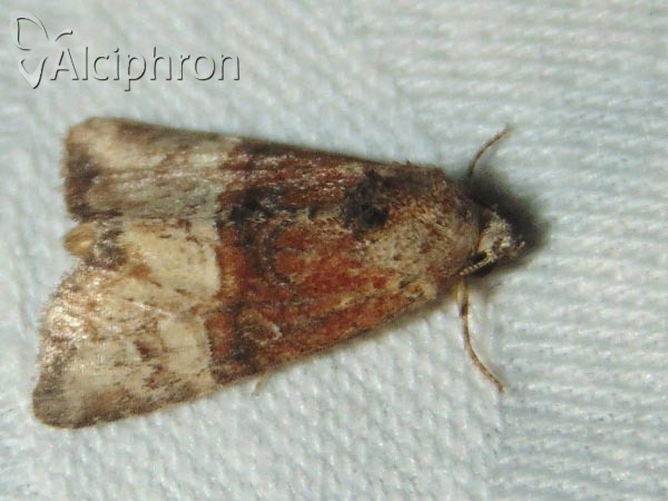 Mesoligia furuncula