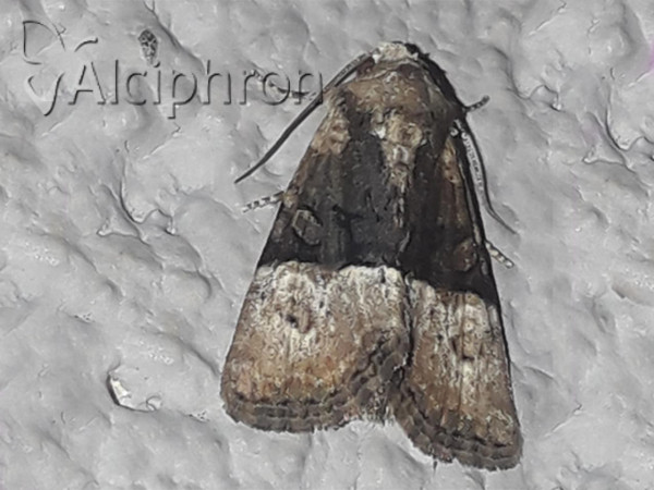 Mesoligia furuncula