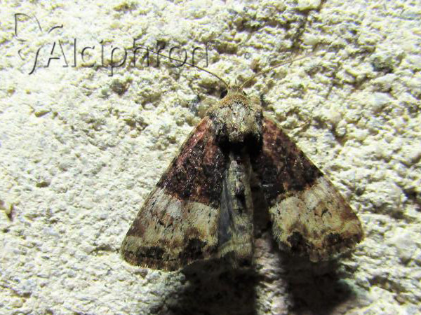 Mesoligia furuncula