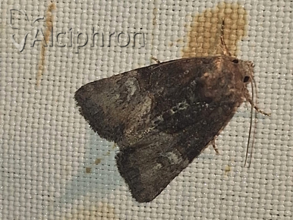 Mesoligia furuncula