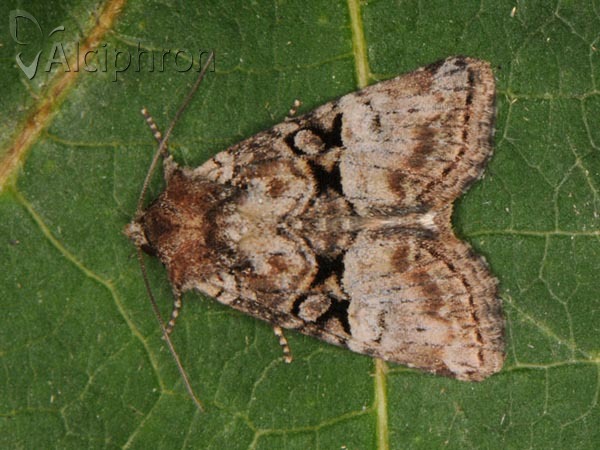 Litoligia literosa