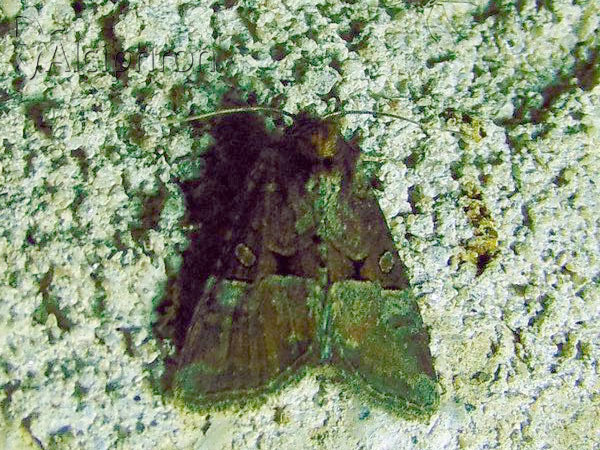 Litoligia literosa