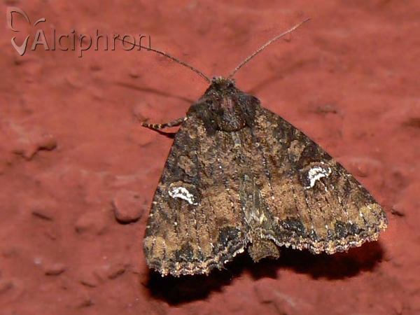 Mesapamea secalis