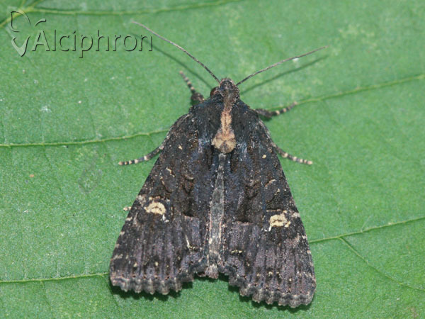 Mesapamea secalis