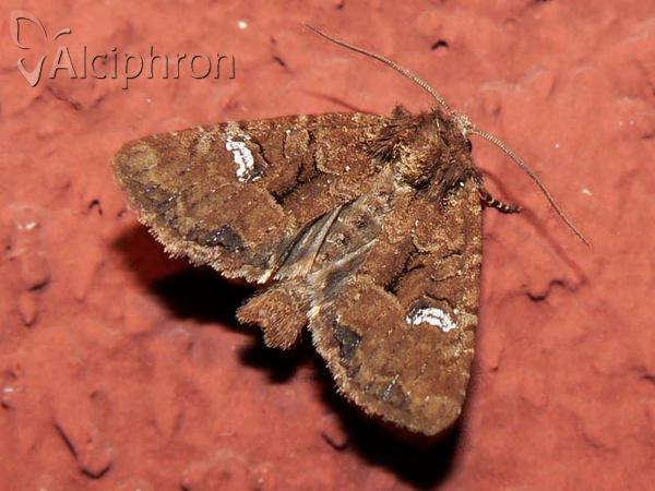 Mesapamea secalis
