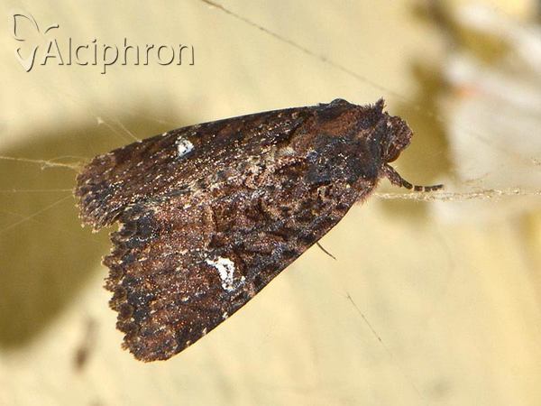 Mesapamea secalis