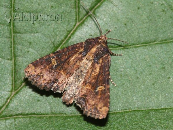 Mesapamea secalis
