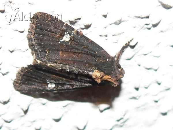 Mesapamea secalis