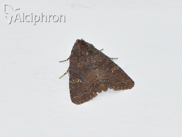 Mesapamea secalis